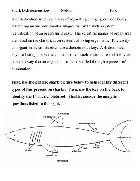Common Shark Dichotomous Key Questions